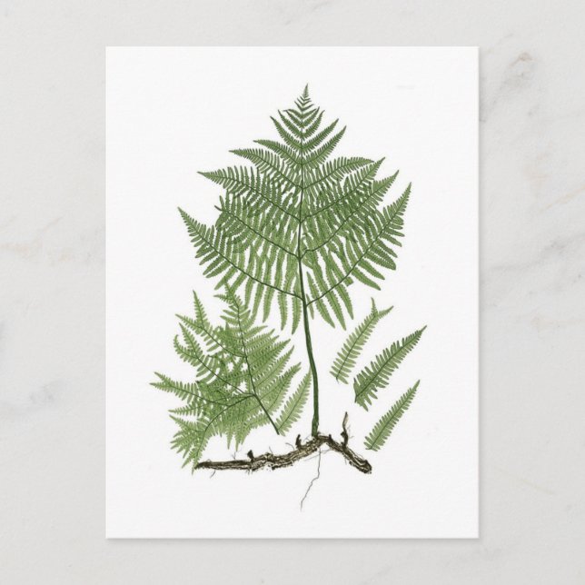 Adlerfarn Postkarte (Vorderseite)