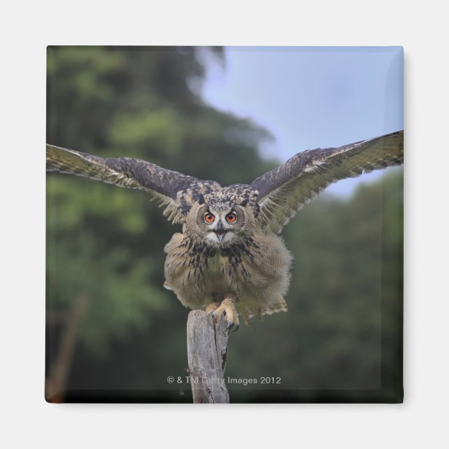 Adlerschale (Bubo bubo) Magnet (Vorne)
