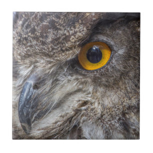 Adlerschale mit intensiv orangefarbenen Augen Fliese