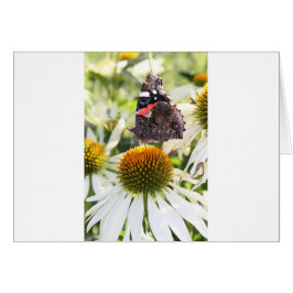 Admiral Butterfly auf Blume