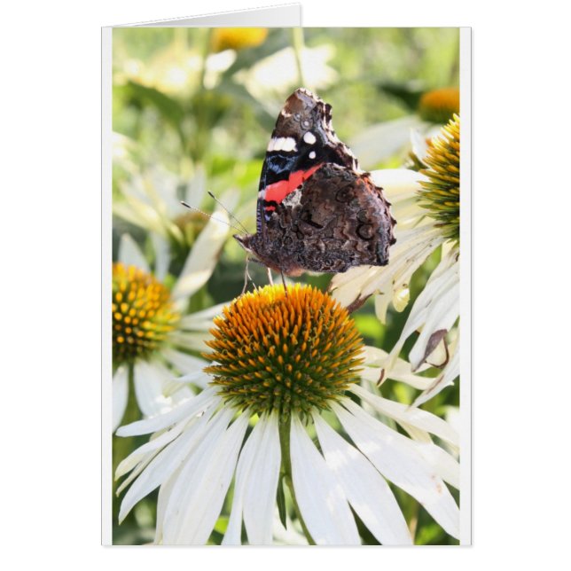 Admiral Butterfly auf Blume (Vorne)