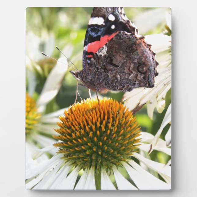 Admiral Butterfly auf Blume Fotoplatte (Vorderseite)