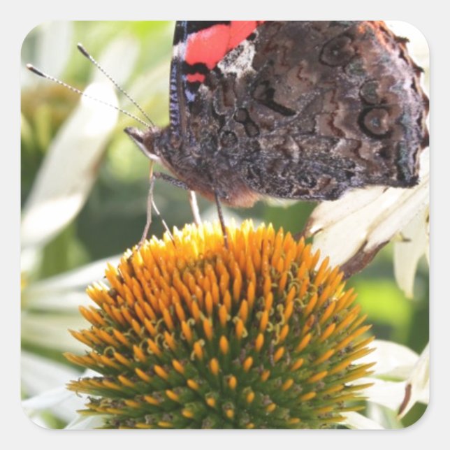 Admiral Butterfly auf Blume Quadratischer Aufkleber (Vorderseite)