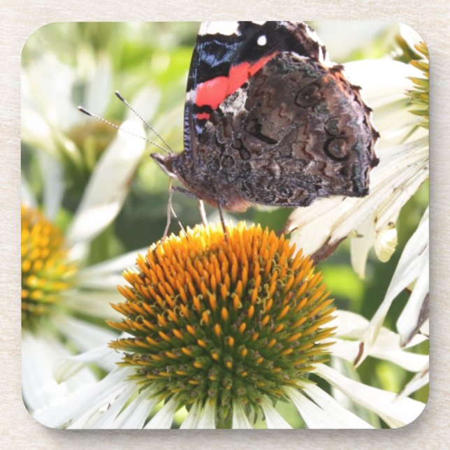 Admiral Butterfly auf Blume Untersetzer (Vorderseite)