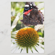 Admiral-Schmetterling auf Blüte