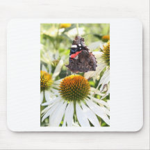Admiral-Schmetterling auf Blüte