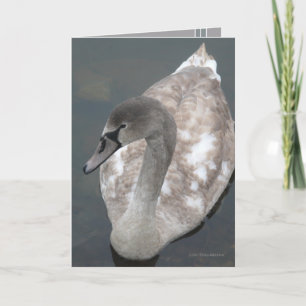 Adoleszent Beauty Karte