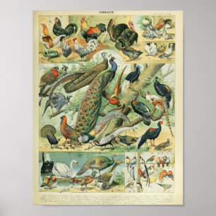 Adolphe Millot - Bilder von Vögeln Poster