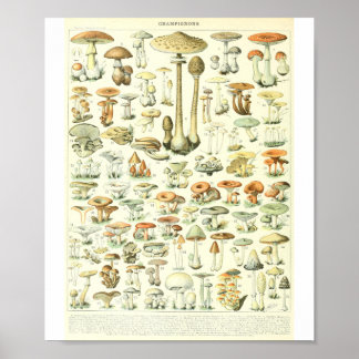 Adolphe Millot Champignon B Pilze Chart Poster