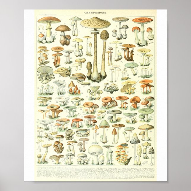 Adolphe Millot Champignon B Pilze Chart Poster (Vorne)