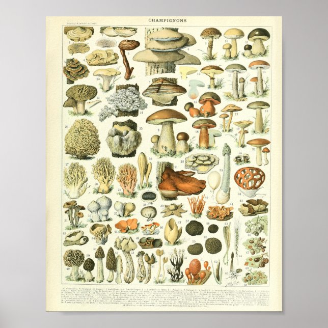 Adolphe Millot Champignon Pilz Print Poster (Vorne)