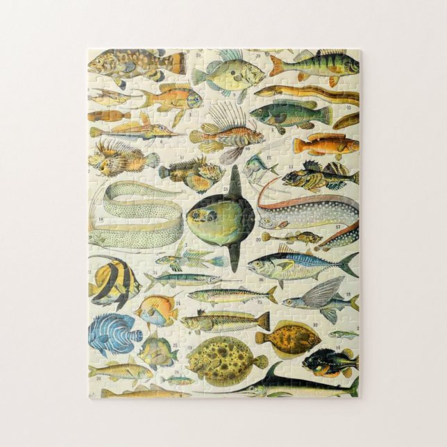 Adolphe Millot Fisch A (Vertikal)