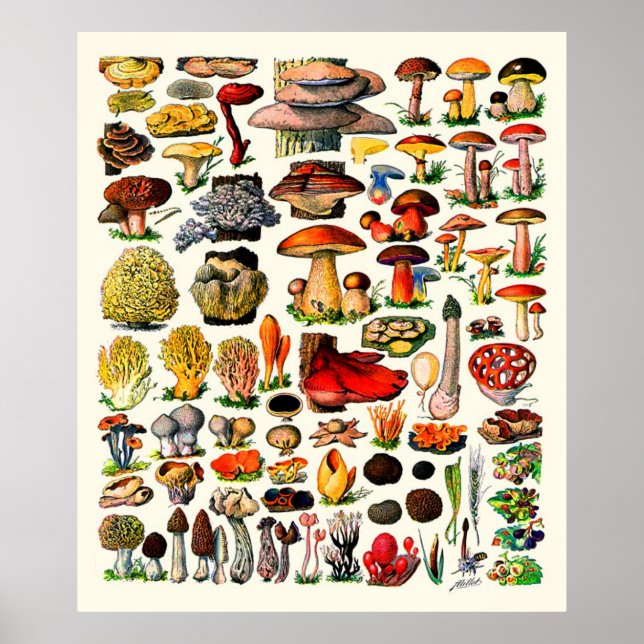 Adolphe Millot ~ Fungi Poster (Vorne)
