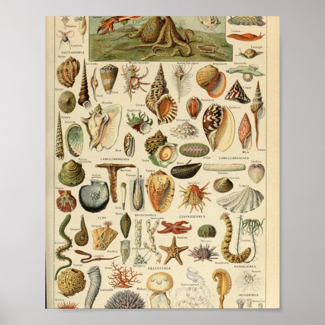 Adolphe Millot Mollusques Pour Tous Poster (Vorne)