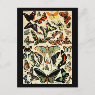 Adolphe Millot Papillons Postkarte