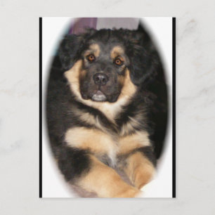 Adoptable_GSD_mix Postkarten