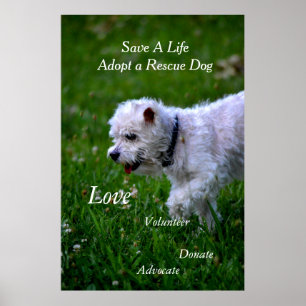 Adopter une affiche secourue pour chien/caniche