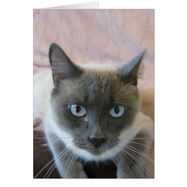 Adoptier 144 (Vorne)