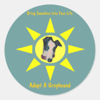 Adoptier einen Windhund Sonnenschein in deinem Leb