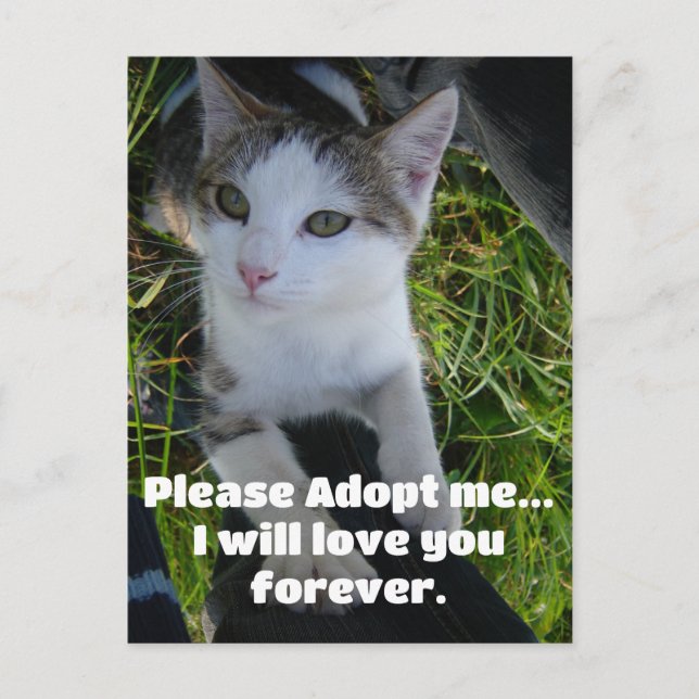 Adoptier mir bitte.. Liebe für immer Katze Postkarte (Vorderseite)