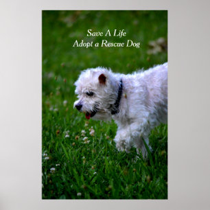 Adoptieren Sie ein Rettungshundeplakat/-pudel Poster