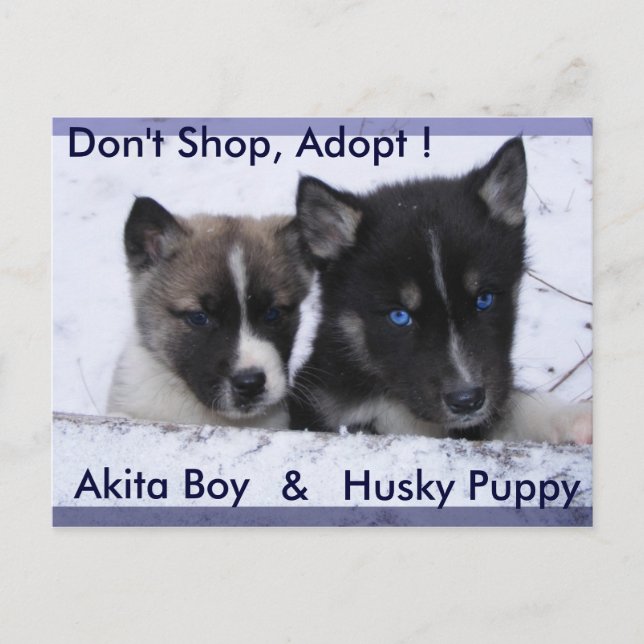 Adoptiert Hunde Postkarte (Vorderseite)