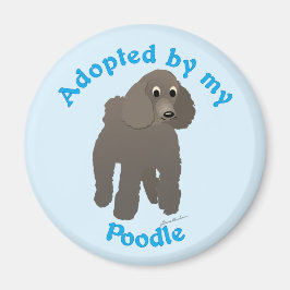 Adoptiert von meinem Poodle Magnet