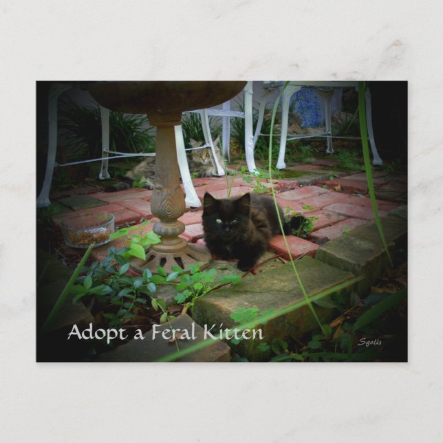 Adoption der Wildkatze Postkarte (Vorderseite)