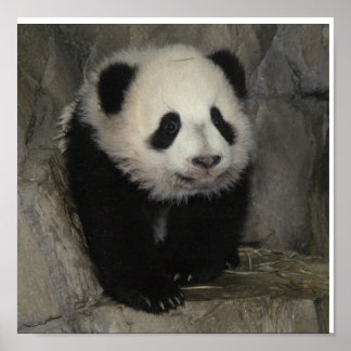 Adorable affiche de panda.