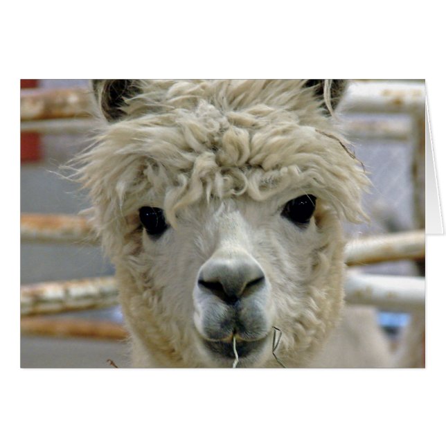 Adorable Alpaca (Vorderseite (Horizontal))