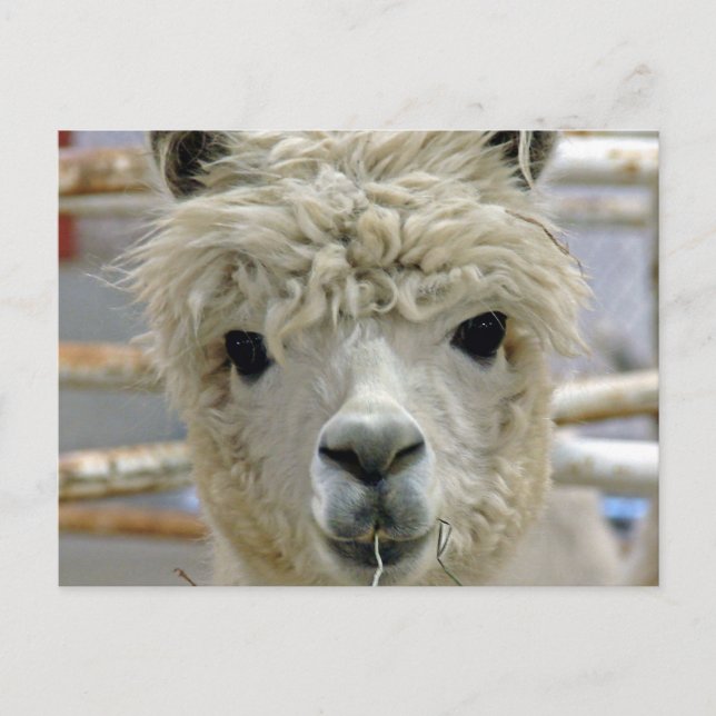 Adorable Alpaca Postkarte (Vorderseite)