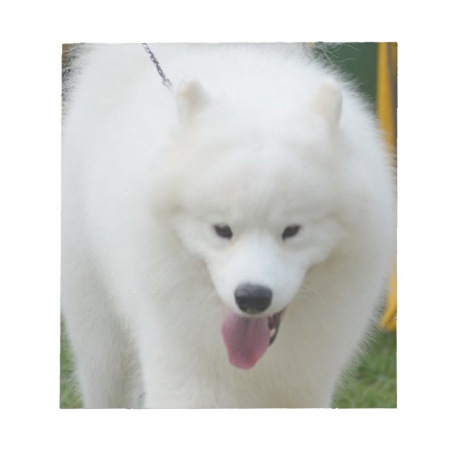 Adorable American Eskimo Dog Notizblock (Vorderseite)