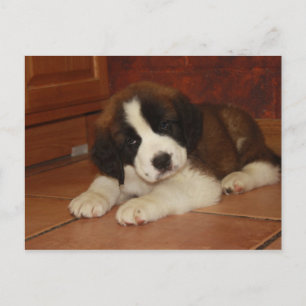 Adorable and Sweet St. Bernard Puppy Postkarte