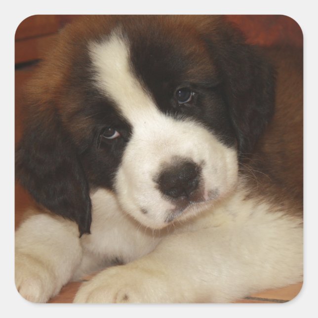 Adorable and Sweet St. Bernard Puppy Quadratischer Aufkleber (Vorderseite)