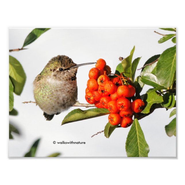 Adorable Anna's Hummingbird über Berry Bush Fotodruck (Vorne)