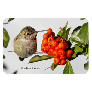 Adorable Anna's Hummingbird über Berry Bush Magnet