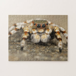 Adorable Arachnid Springspinne Foto Puzzle