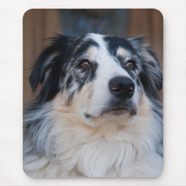 Adorable Australian Shepherd Mix Nah-Up Foto Mousepad (Vorne)