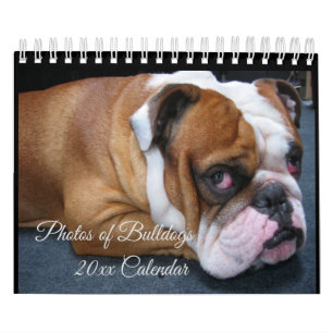 Adorable Baby & Adult English Bulldogs Calendrier