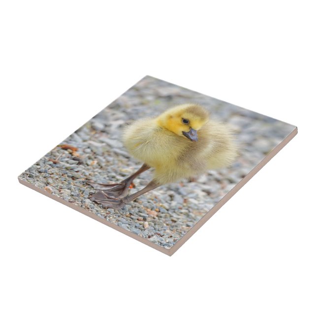 Adorable Baby Canada Goose on Gravel Fliese (Seite)