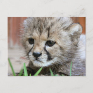 Adorable Baby Cheetah Postcard Postkarte