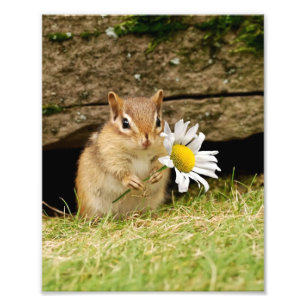Adorable Baby Chipmunk mit Daisy Fotodruck