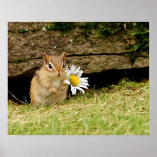 Adorable Baby Chipmunk mit Daisy Poster