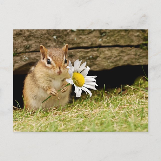 Adorable Baby Chipmunk mit Daisy Postkarte (Vorderseite)