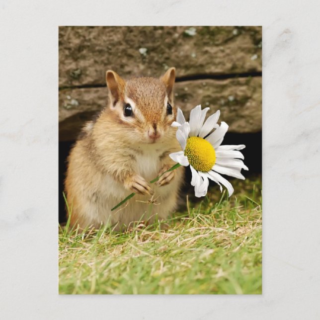 Adorable Baby Chipmunk mit Daisy Postkarte (Vorderseite)
