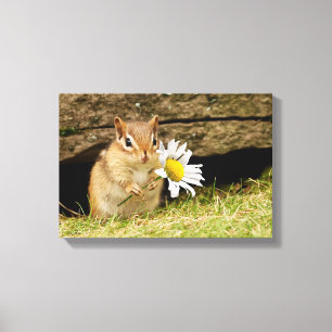 Adorable Baby Chipmunk mit Daisy Wrapped Canvas Leinwanddruck