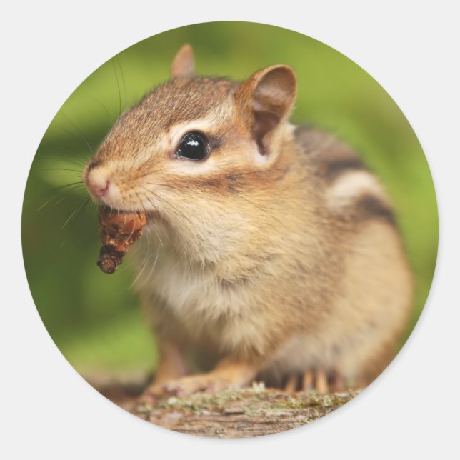 Adorable Baby Chipmunk mit Snack Runder Aufkleber (Vorderseite)