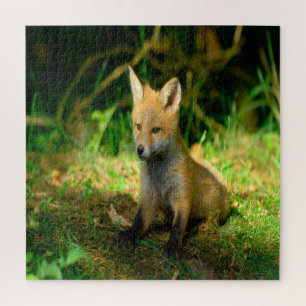Adorable Baby Fox
