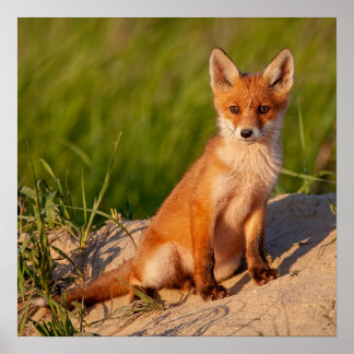 Adorable Baby Fox Wildlife Foto Poster