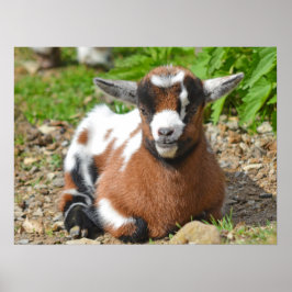 Adorable Baby Goat Kid Poster